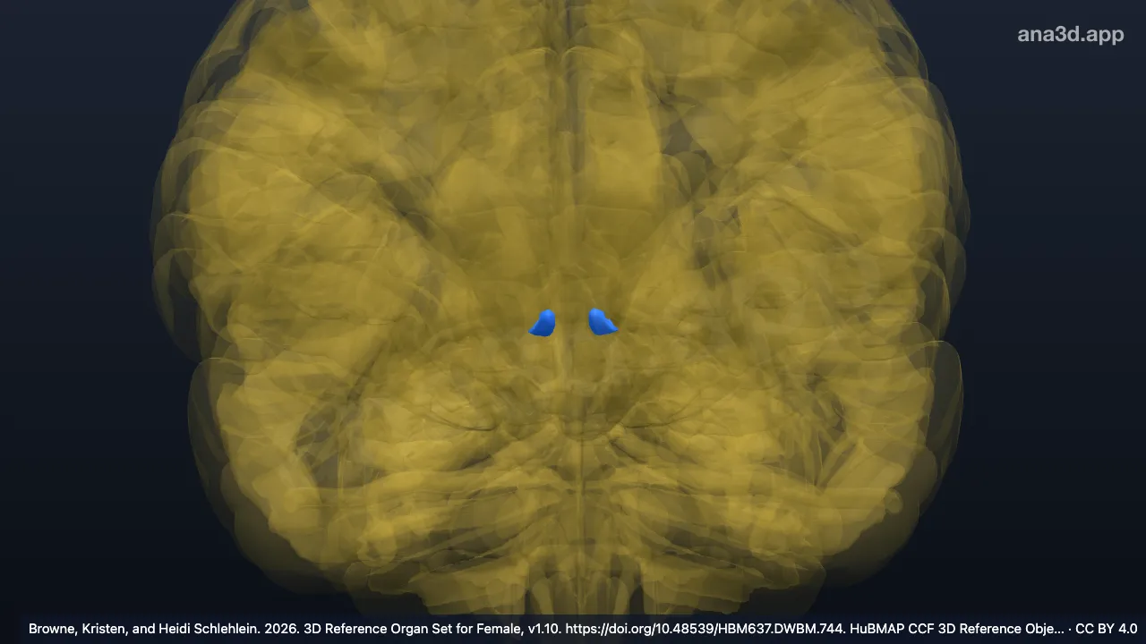 Modèle 3D : Noyau parafasciculaire du thalamus