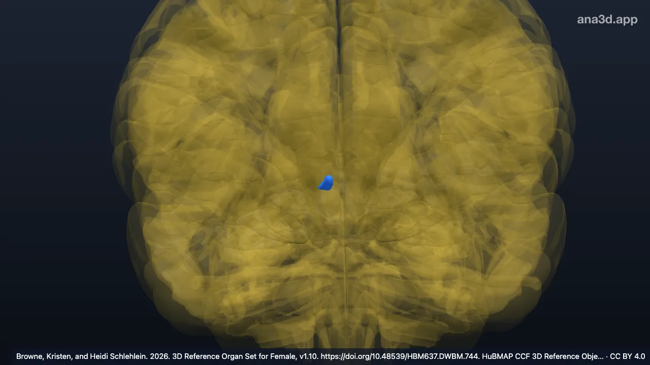 Model 3D: Nukleus parafasikularis talamus kanan