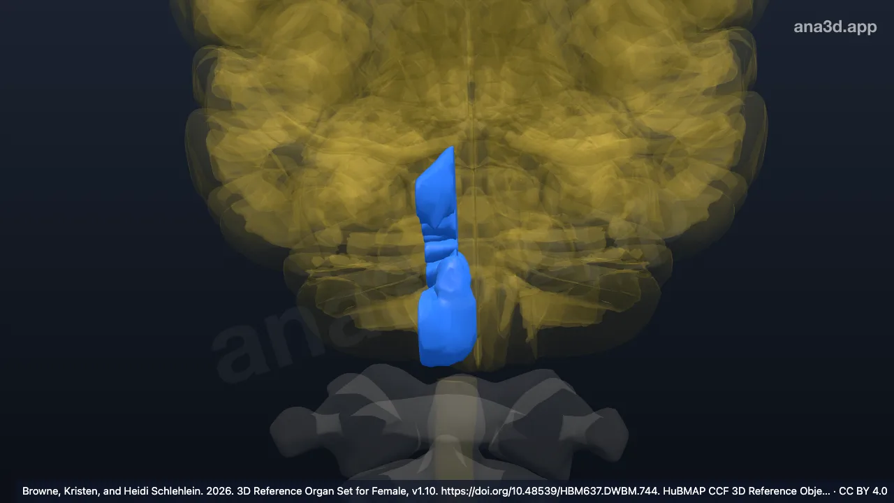 3D 模型：右小脑旁蚓部