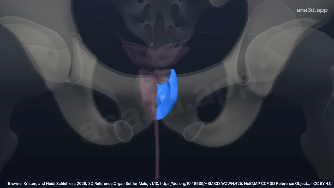 3D-Modell: Linke periphere Zone der Prostata