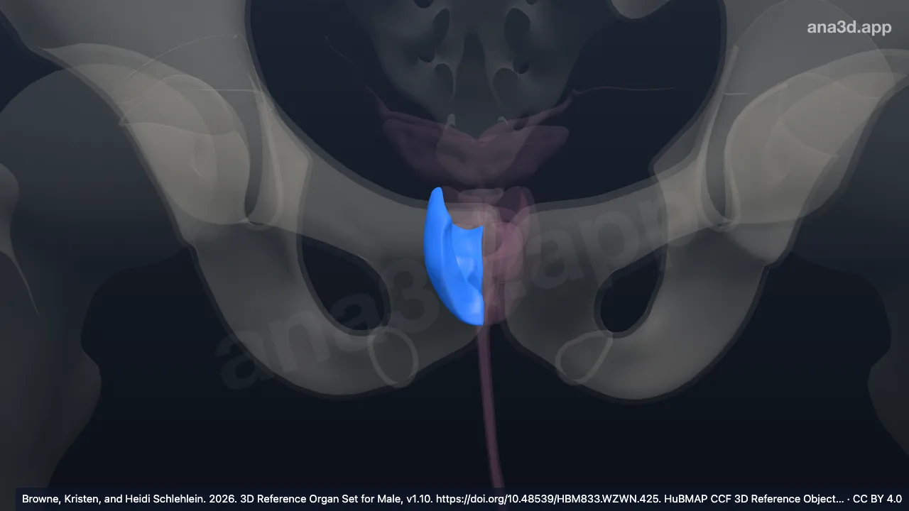 3D-Modell: Rechte periphere Zone der Prostata