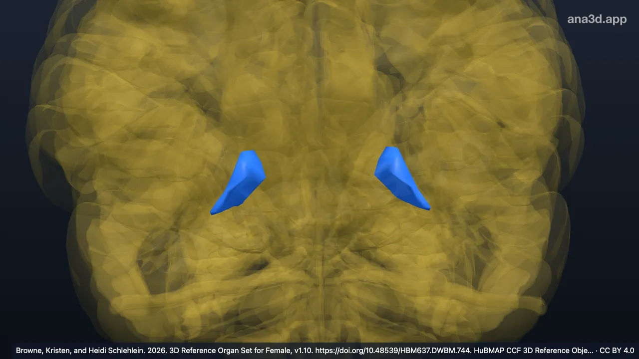 Modèle 3D : Gyrus périrhinal, partie rostrale de FuGt