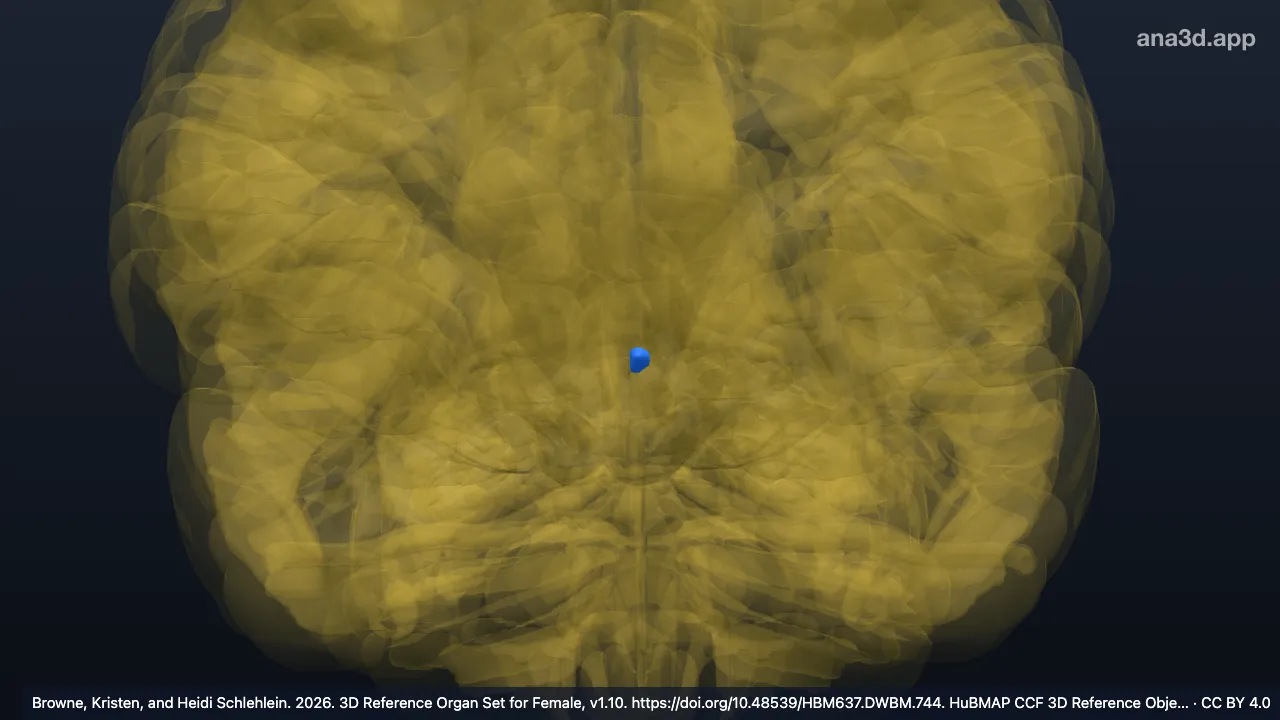 Modelo 3D: Corpo pineal esquerdo