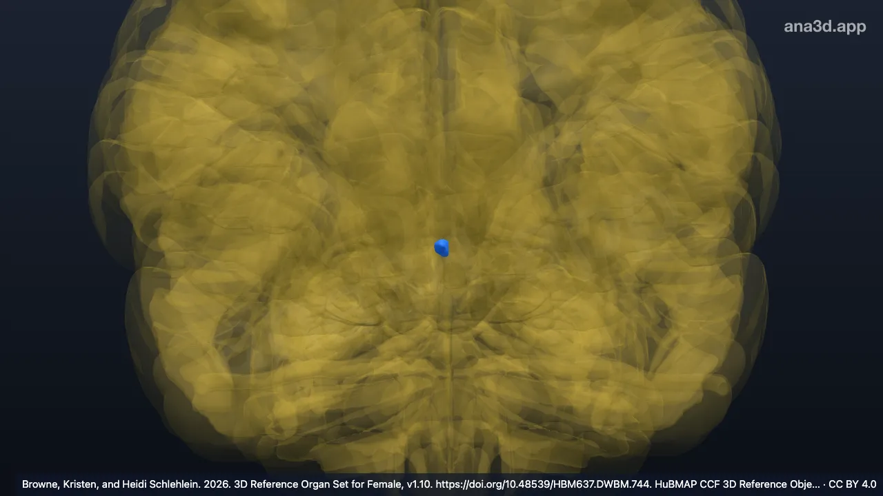 Modelo 3D: Corpo pineal direito