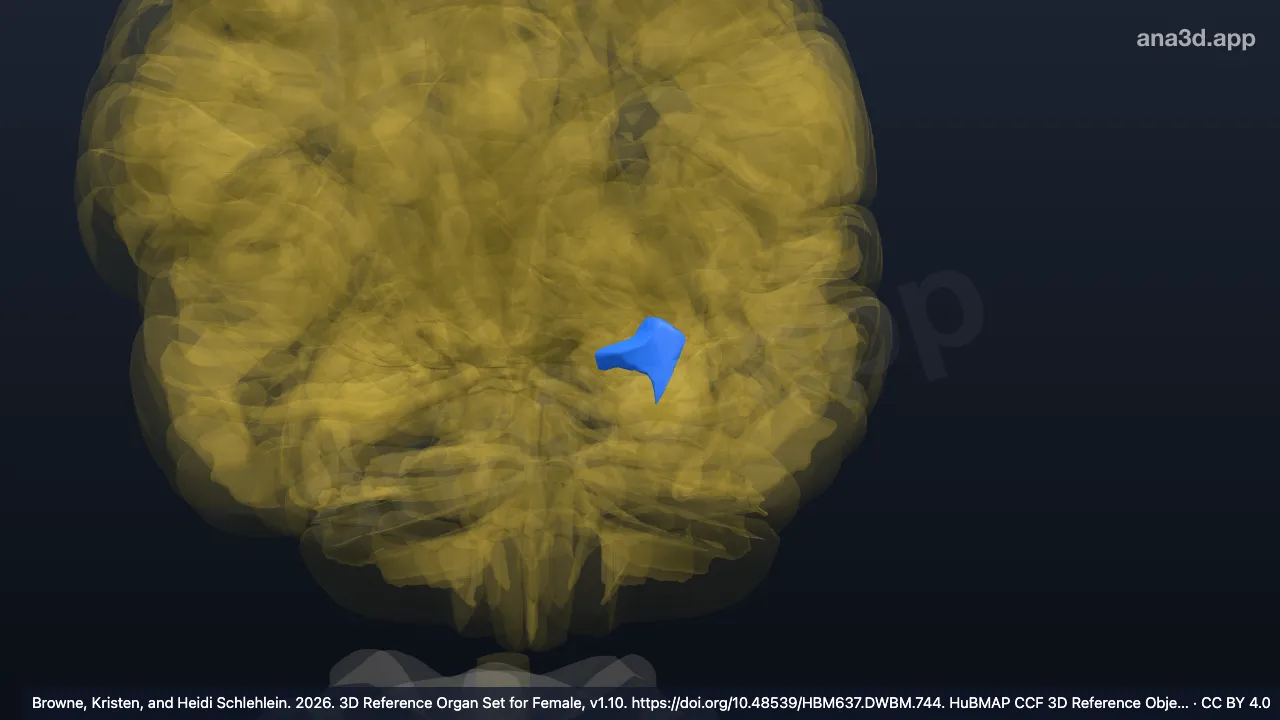 3D model: left piriform cortex