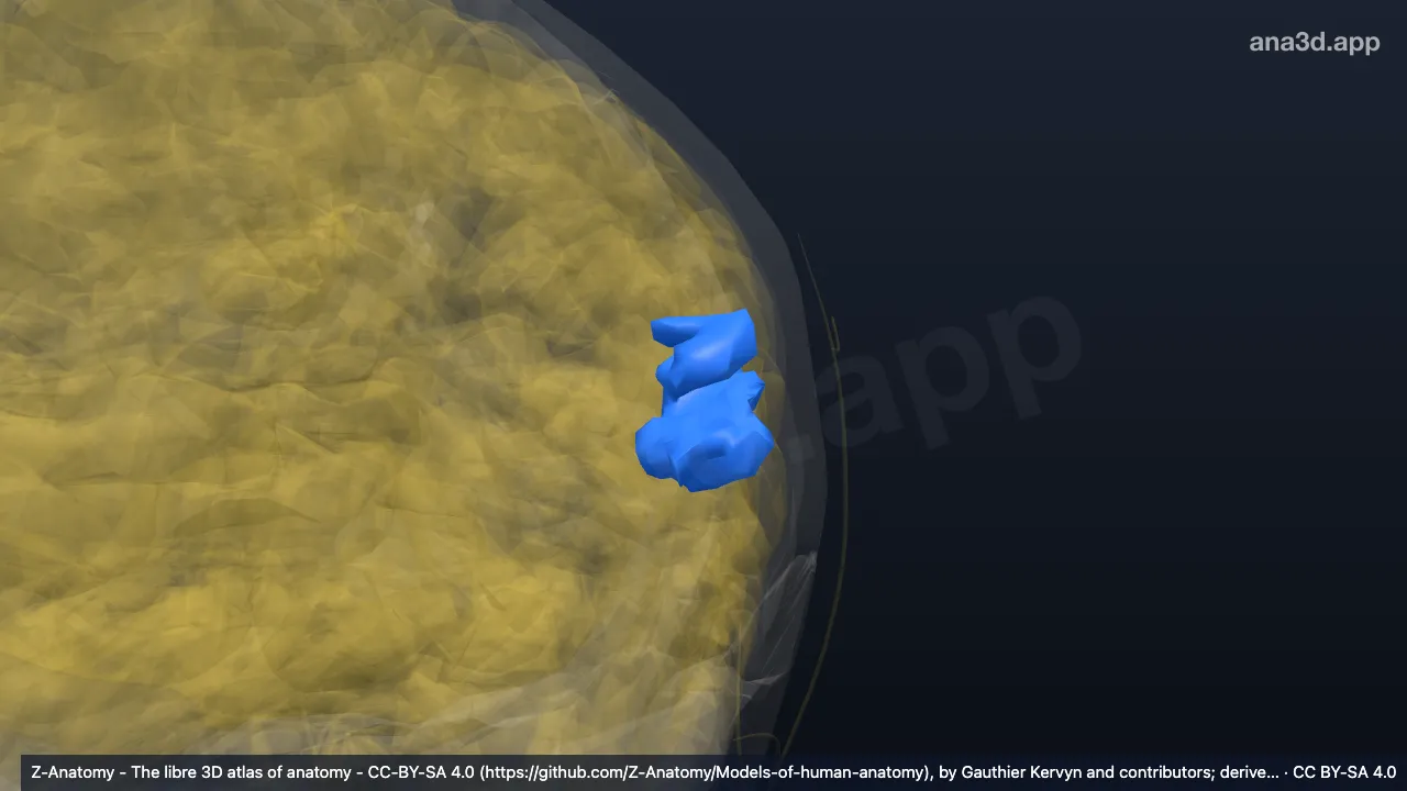 Modelo 3D: Plano temporal izquierdo