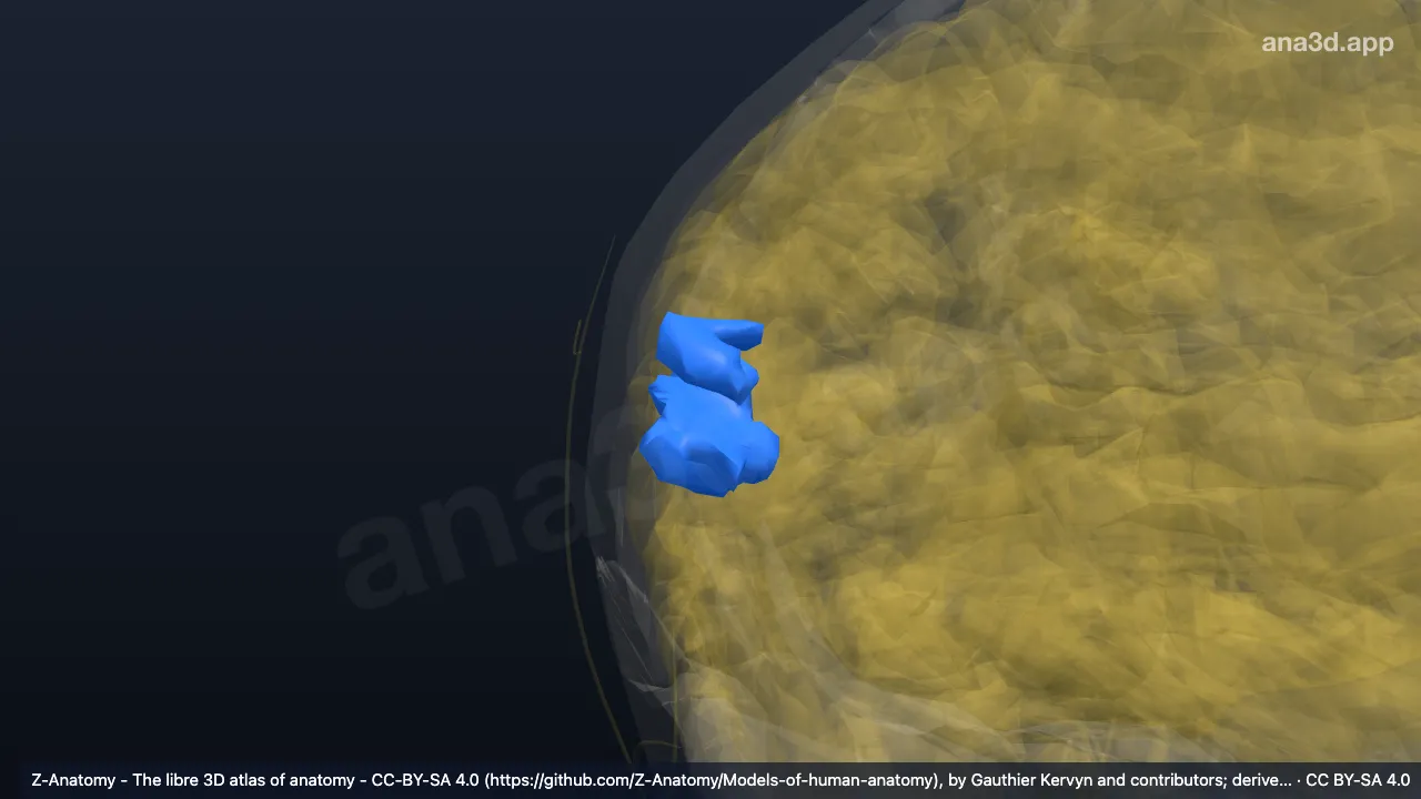 3D model: right planum temporale