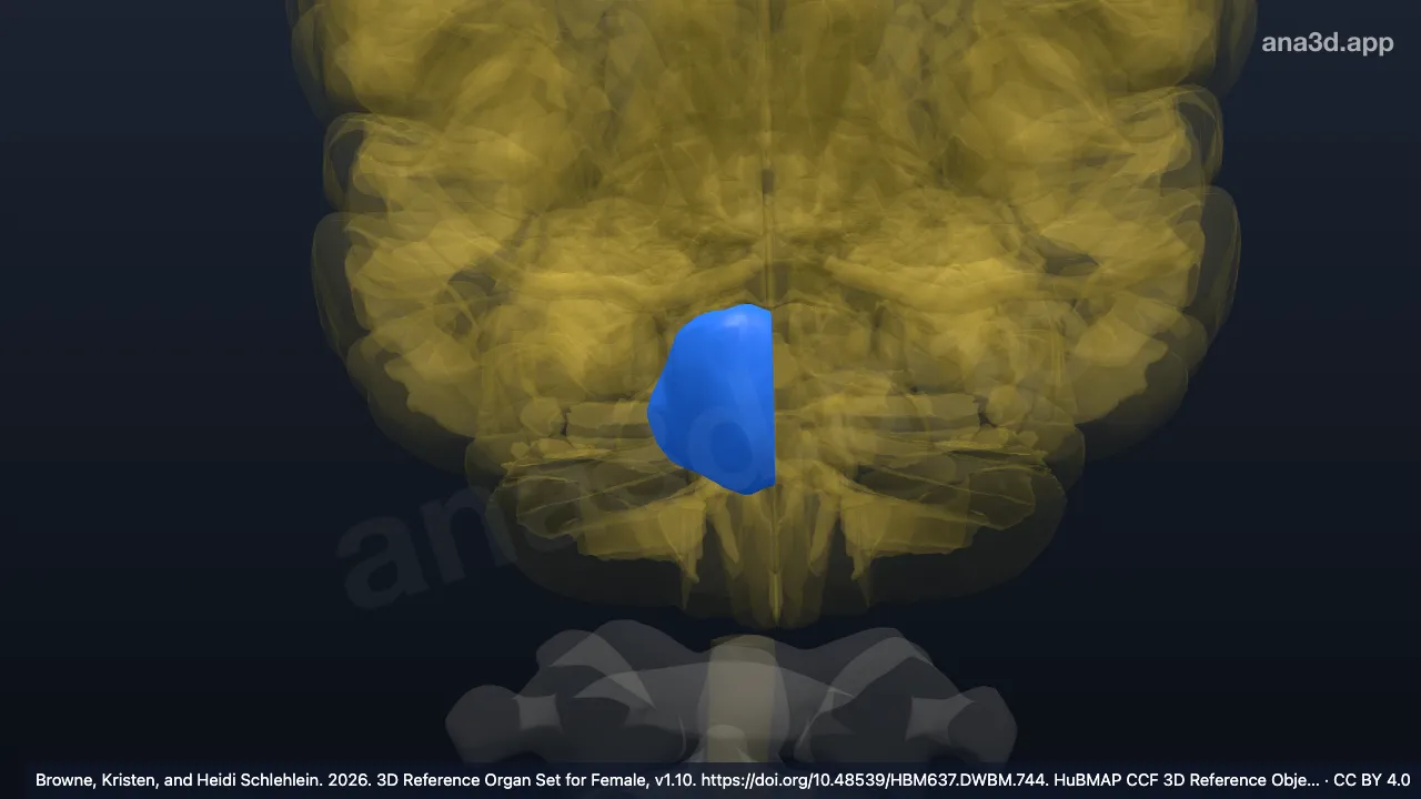 3D model: right pontine nuclear group