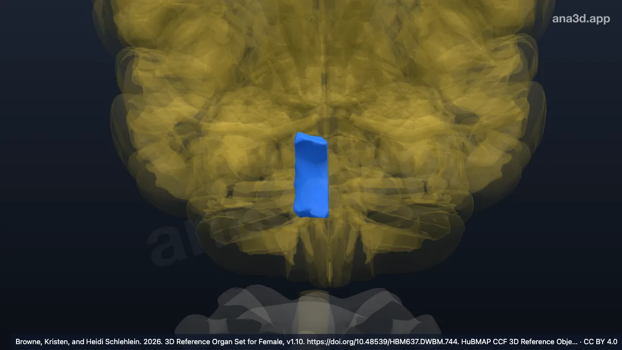 3D-Modell: Rechtes Tegmentum pontis