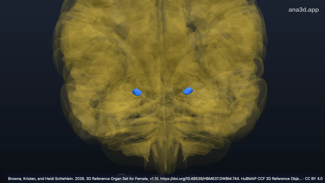 Modèle 3D : Noyau cortical postérieur