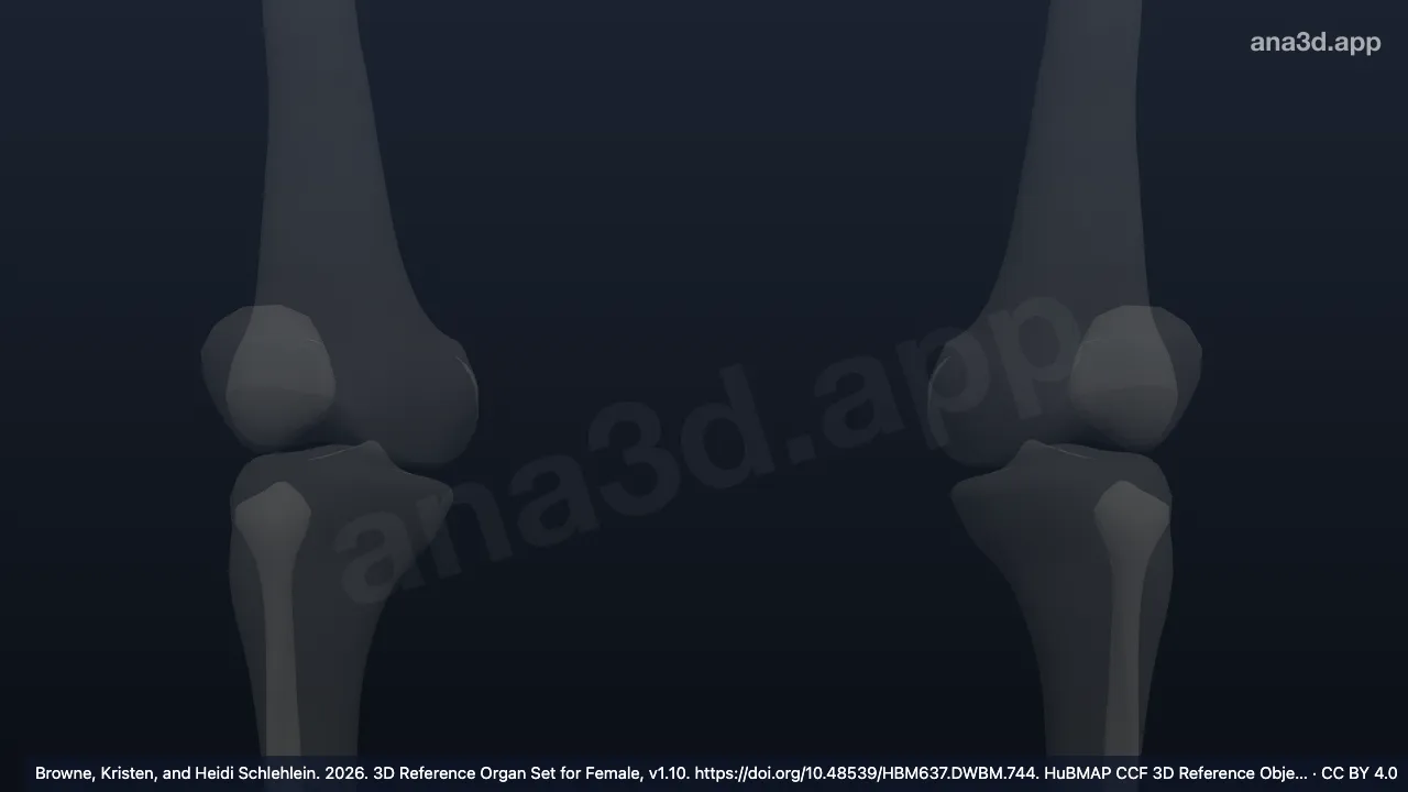 3D 模型：后交叉韧带附着点