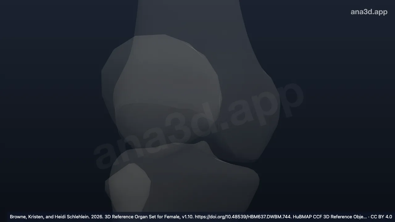 3D model: right posterior cruciate enthesis