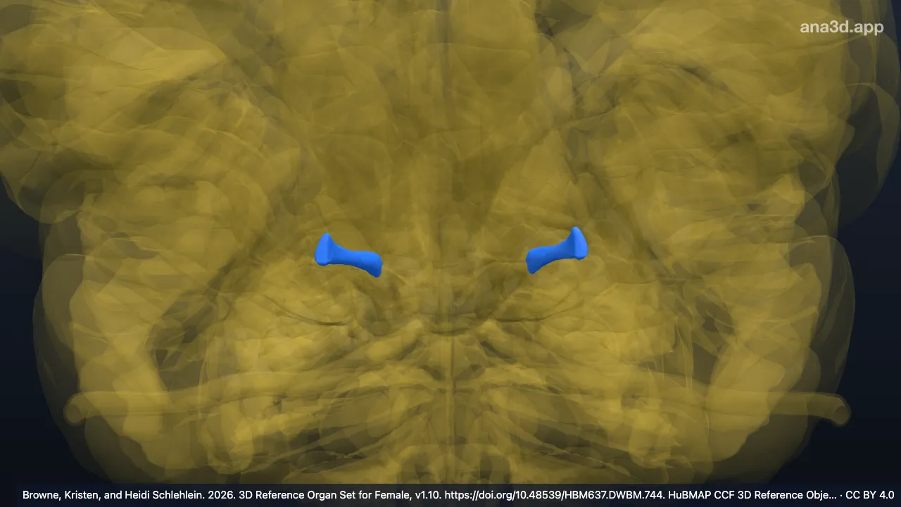 3D model: posterior horn of lateral ventricle