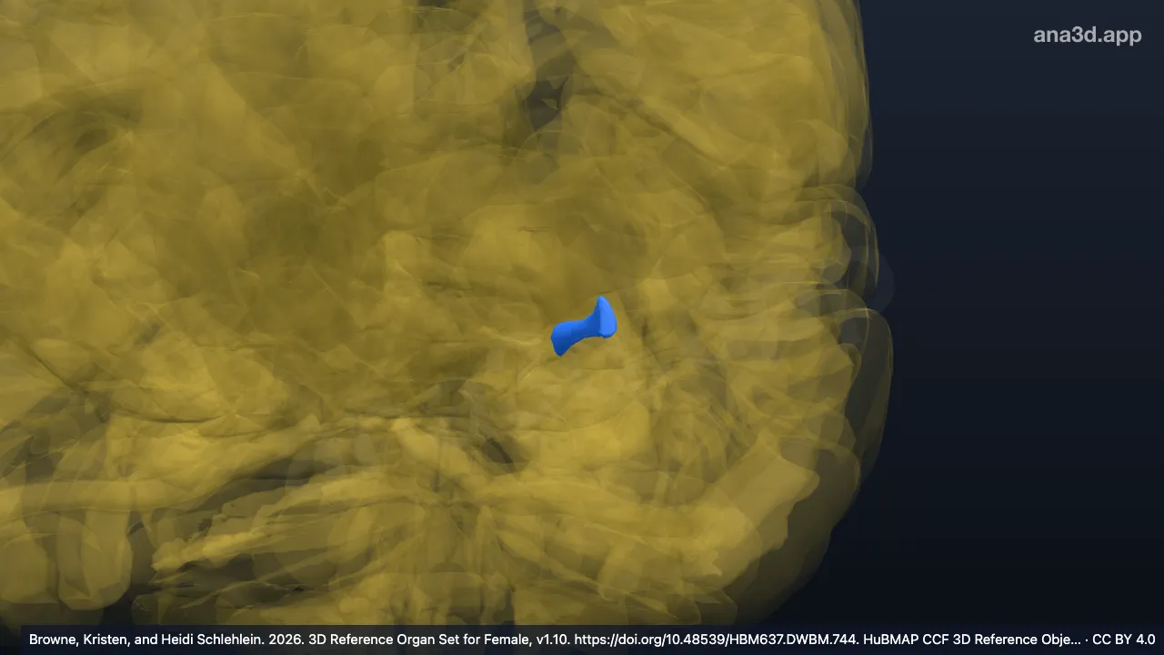 Modelo 3D: Corno posterior do ventrículo lateral esquerdo