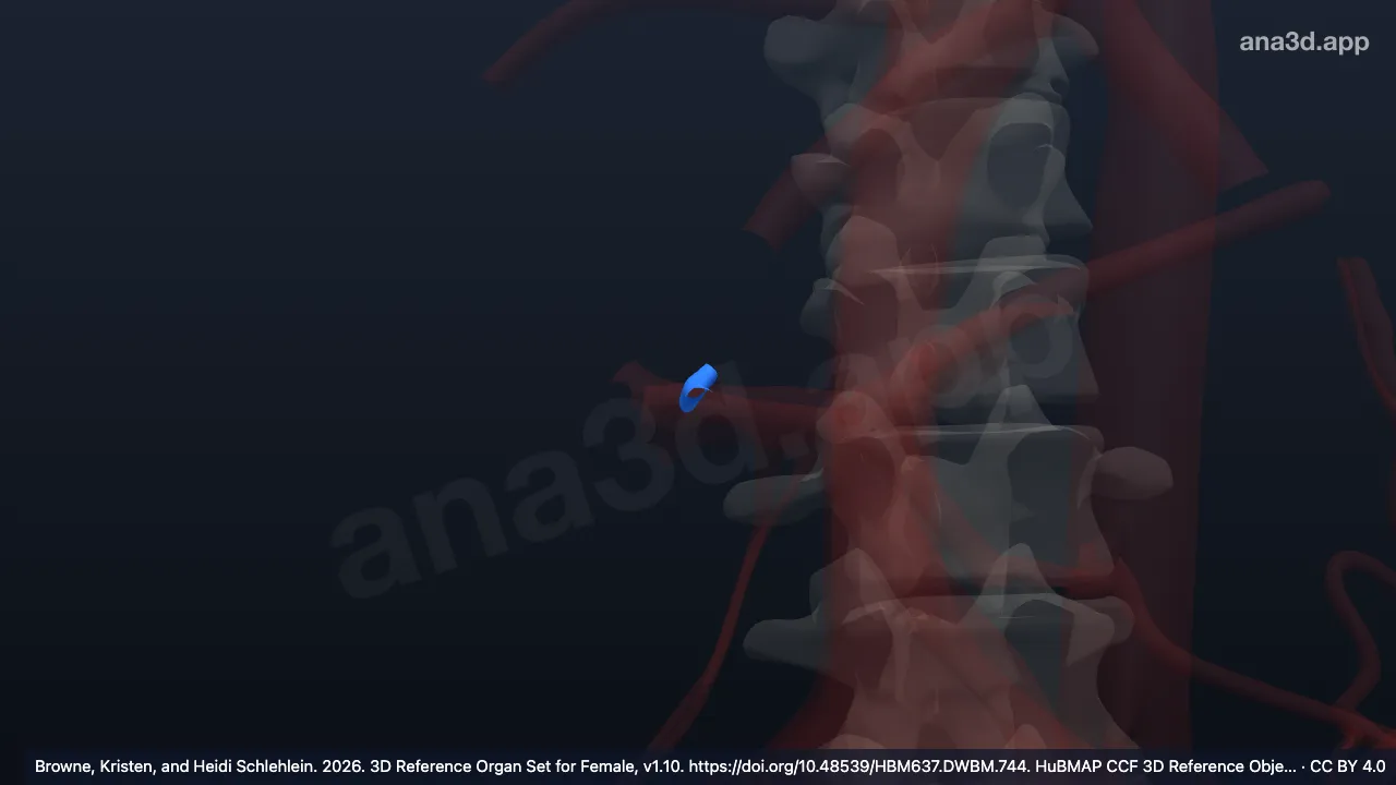 Model 3D: Arteri hepatika kanan segmentalis posterior