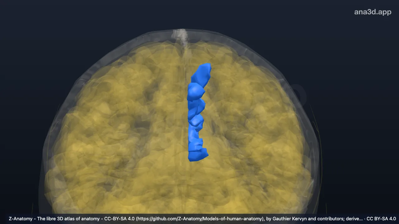 Modelo 3D: Corteza del precúneo izquierdo