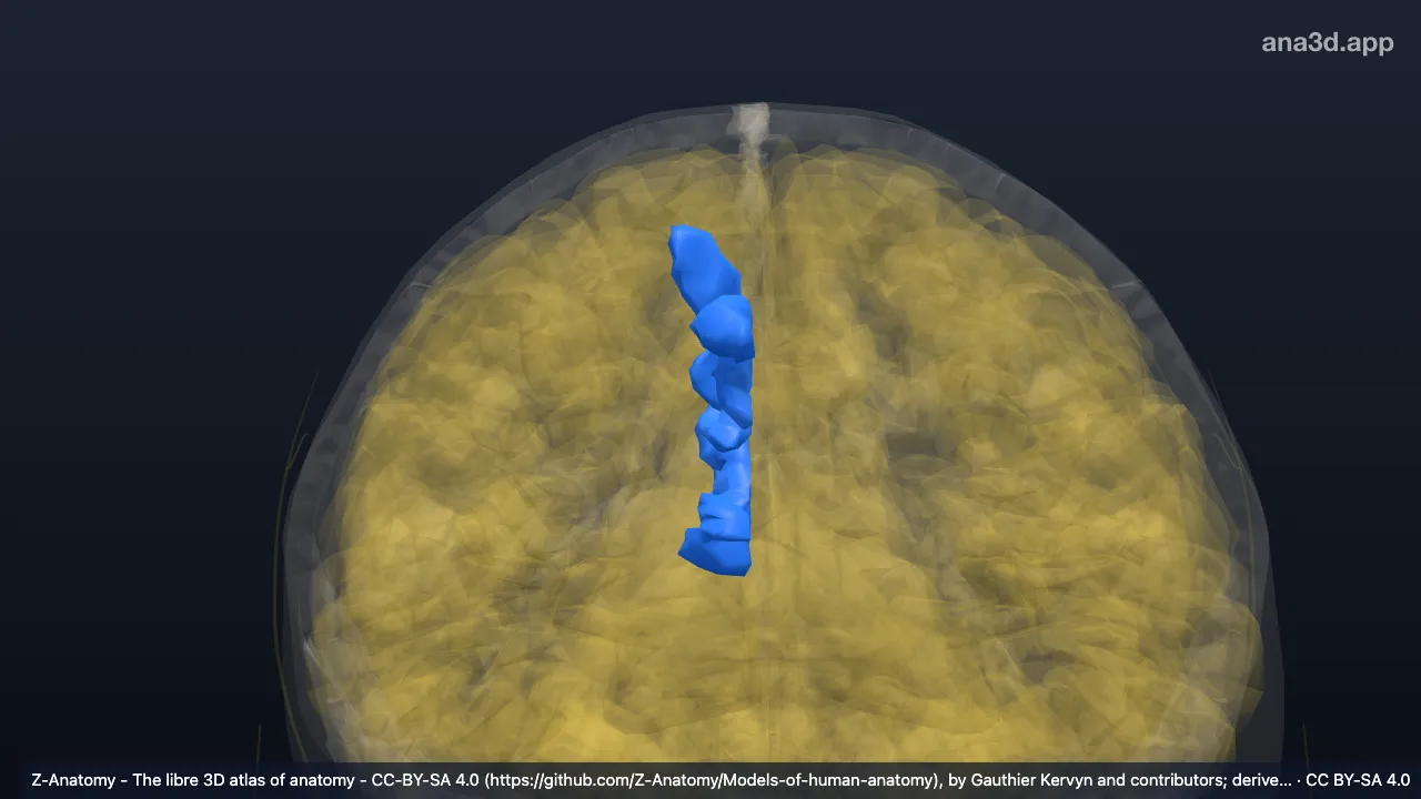 Modelo 3D: Córtex do pré-cúneo direito