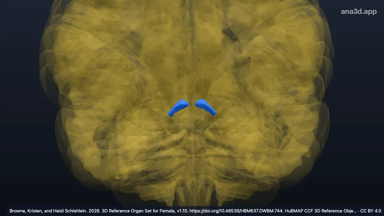 3D-Modell: Area pretectalis