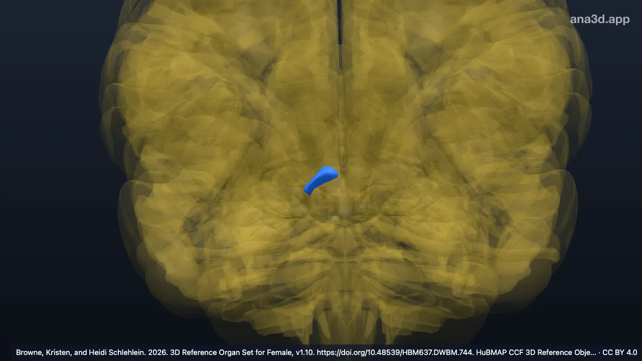 3D-Modell: Rechte Area pretectalis