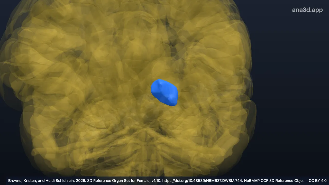 Modelo 3D: Pulvinar del tálamo izquierdo