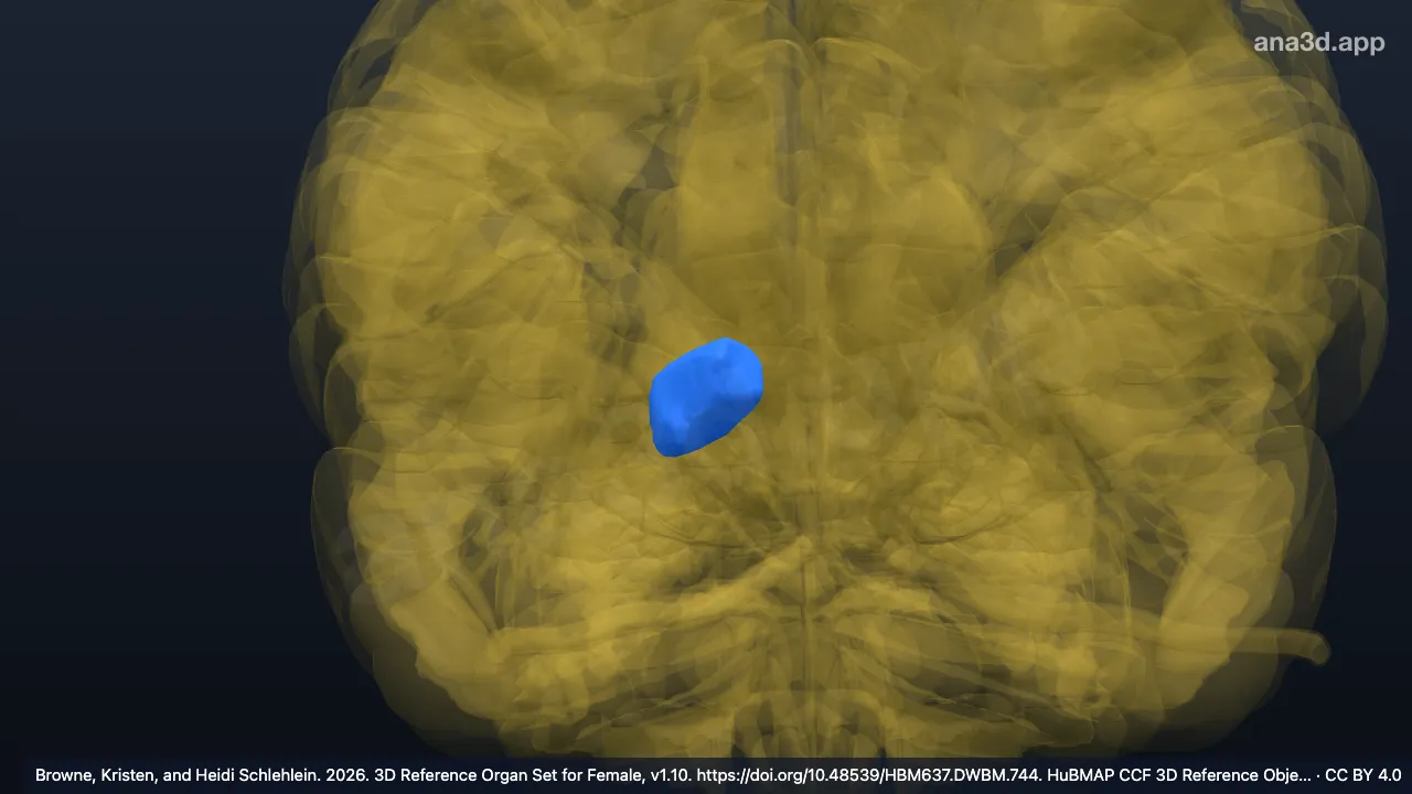 3D-Modell: Rechtes Pulvinar thalami