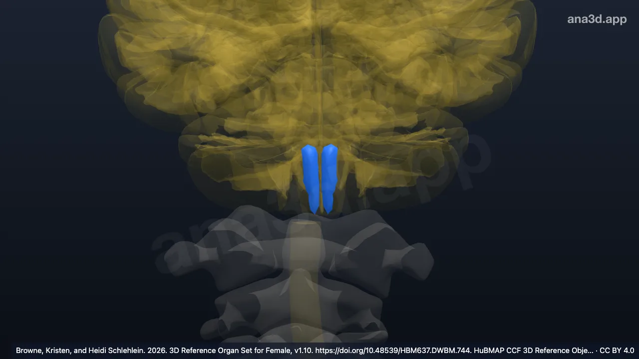 Model 3D: Bagian piramidal medula oblongata