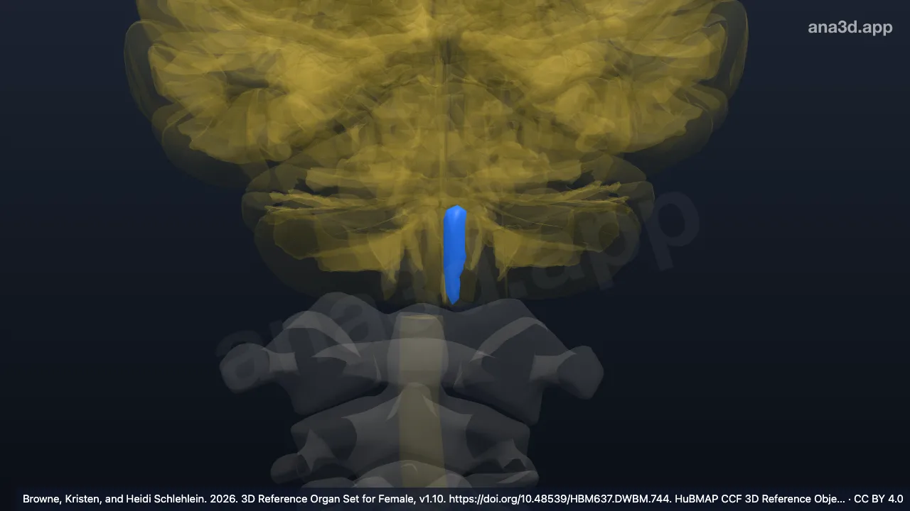 Model 3D: Bagian piramidal medula oblongata kiri