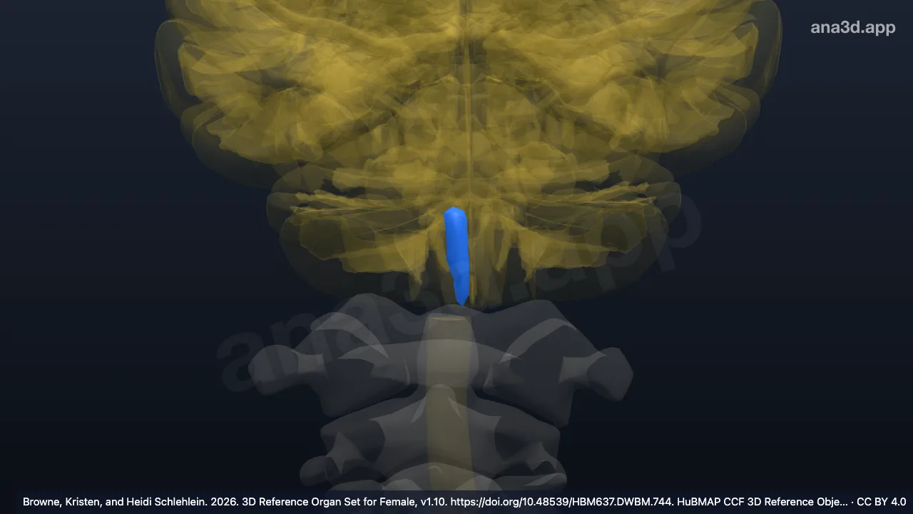 3D-Modell: Rechter pyramidaler Teil der Medulla oblongata