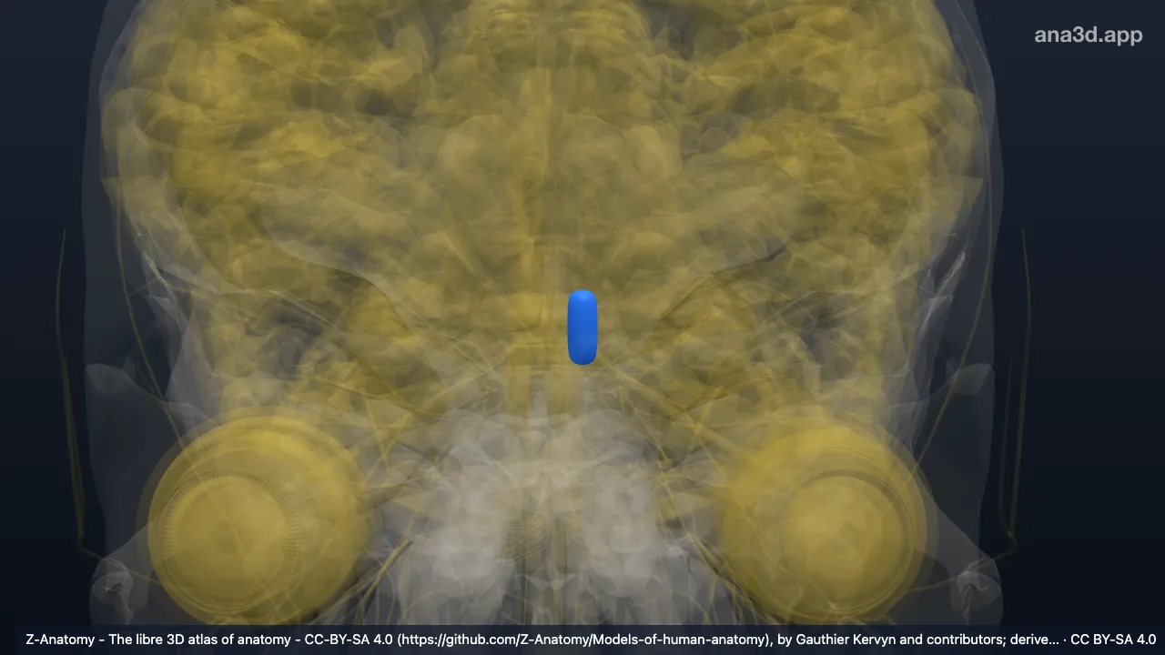Model 3D: Nukleus ruber kiri