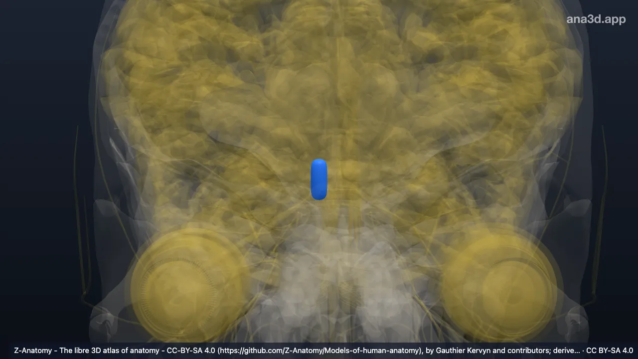 3D-Modell: Rechter Nucleus ruber