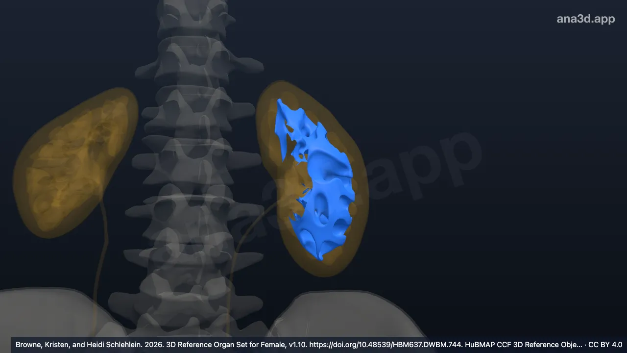 Modelo 3D: Columna renal izquierda