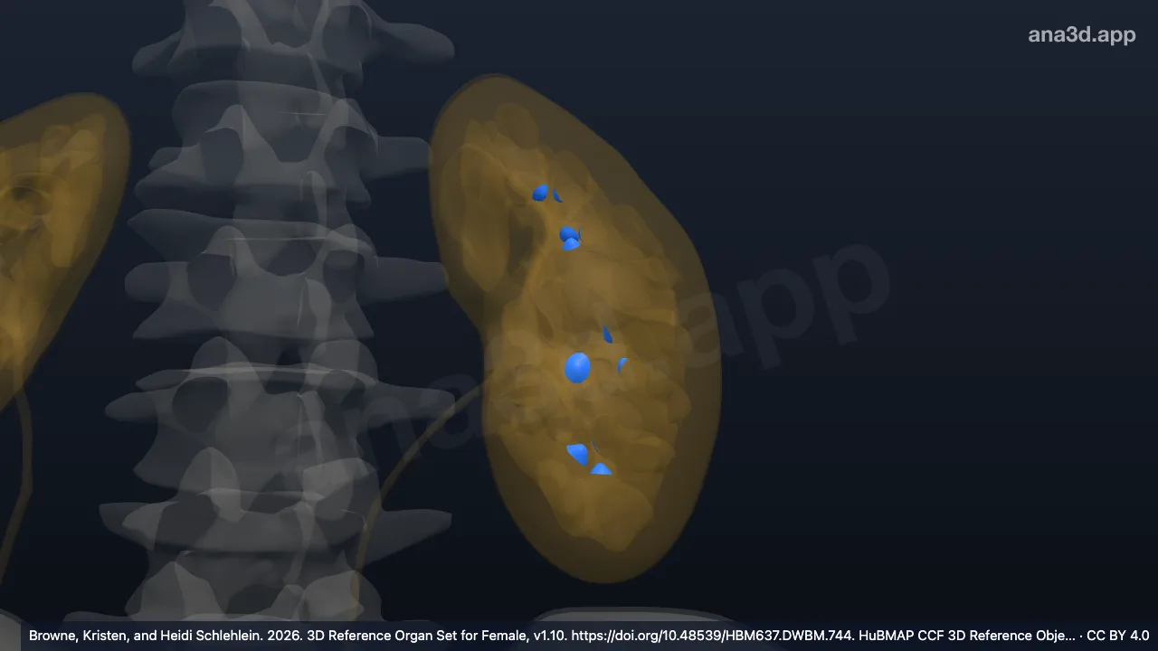 Modelo 3D: Papila renal izquierda