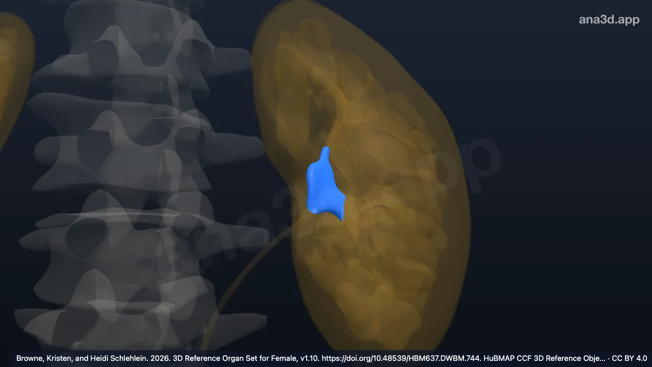 Modelo 3D: Pelve renal esquerda
