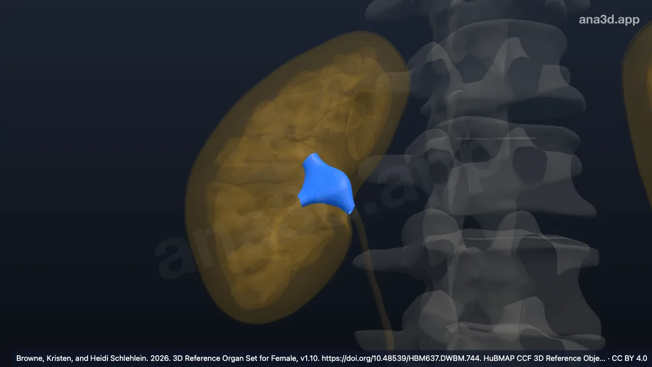 3D model: right renal pelvis
