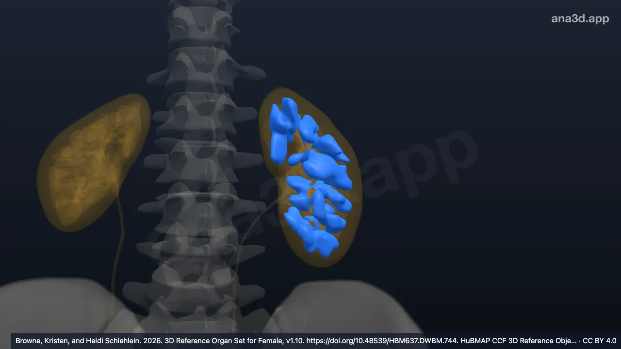 Modelo 3D: Pirâmide renal esquerda