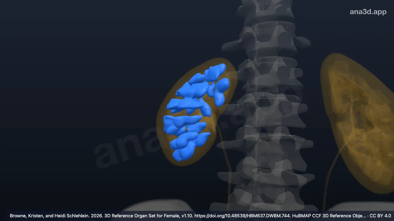 3D model: right renal pyramid