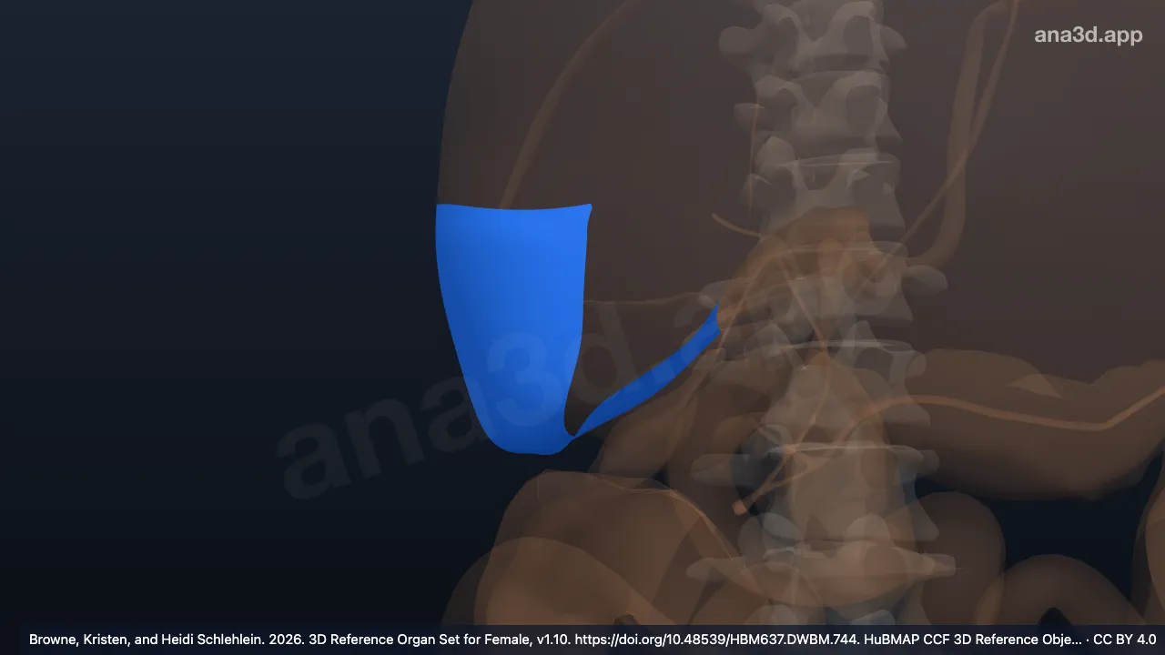 3D model: right anteroinferior segment