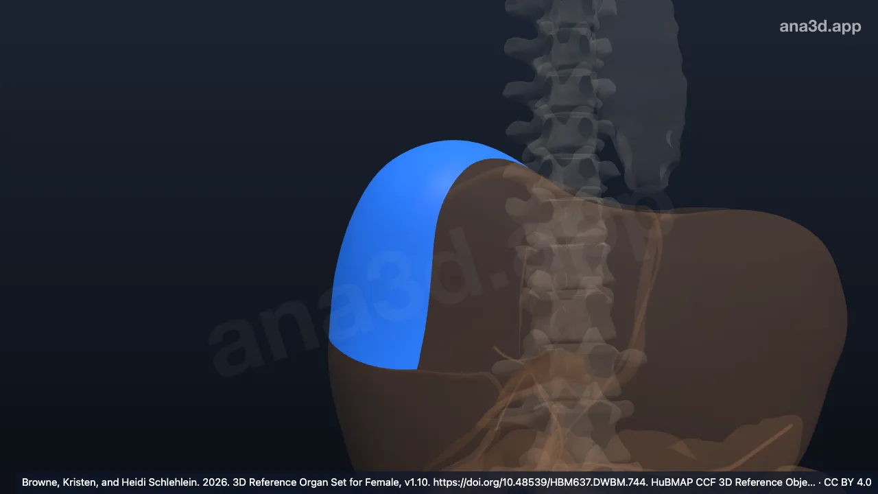 3D model: right anterosuperior segment