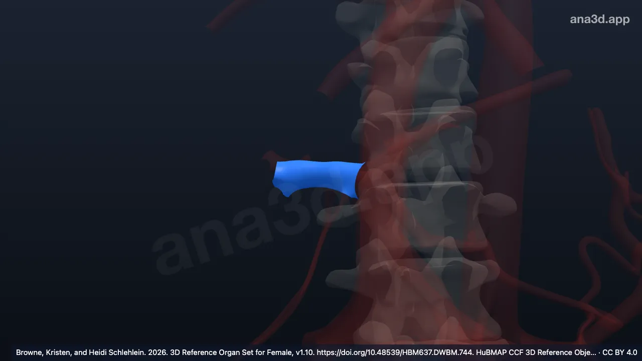 Model 3D: Cabang kanan vena porta