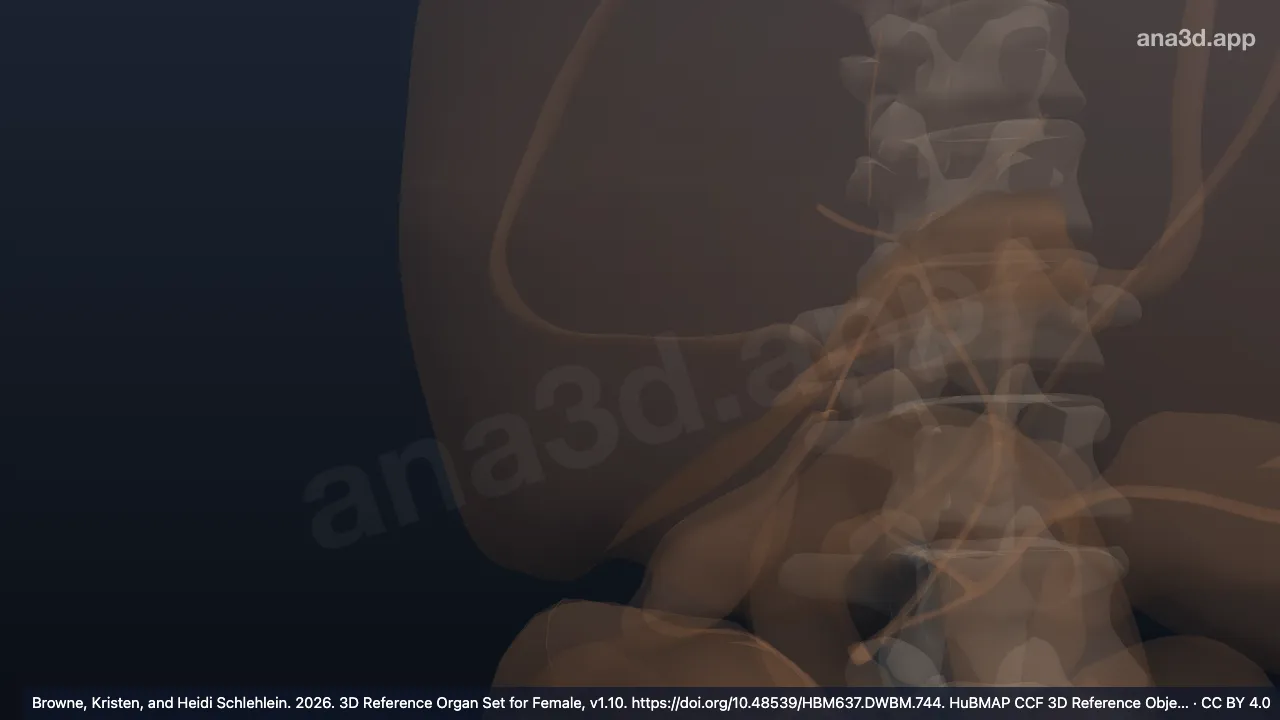 Modelo 3D: Segmento posteroinferior derecho