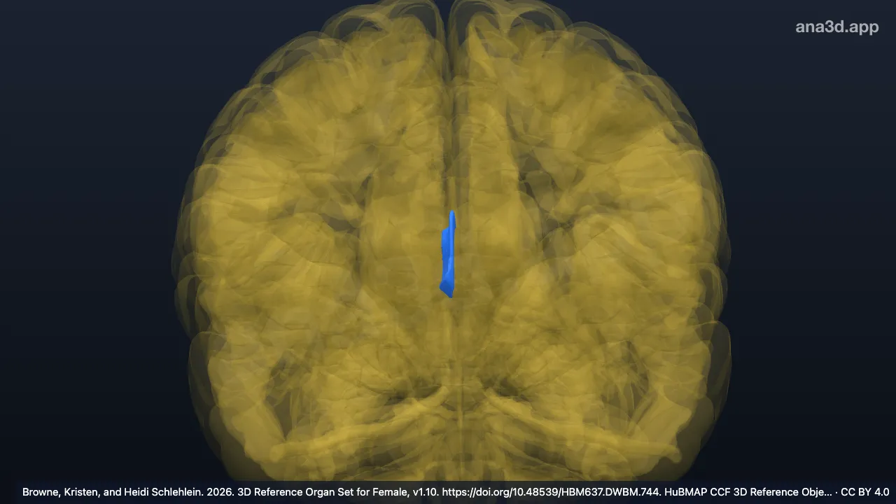 3D model: right septal nuclei