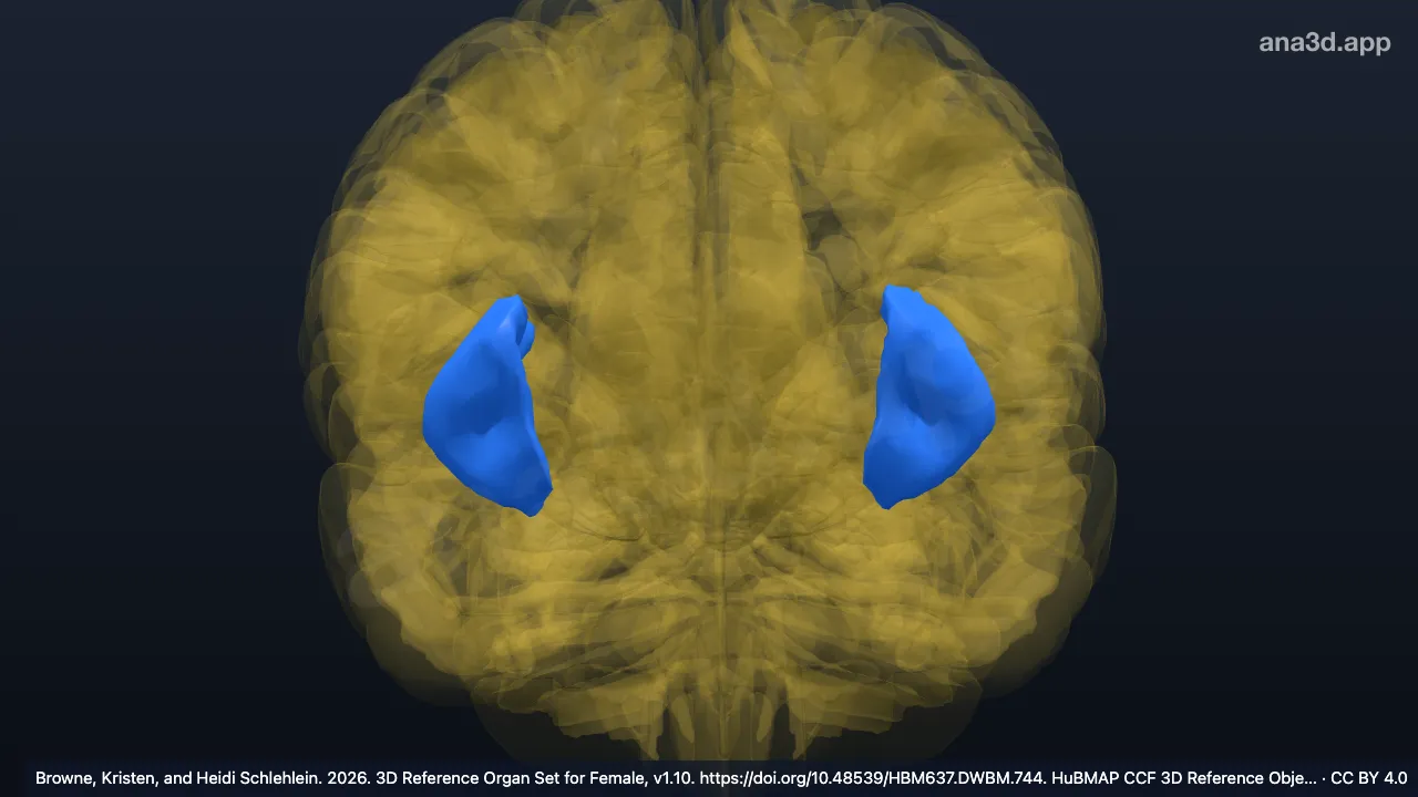Modèle 3D : Gyri insulaires courts