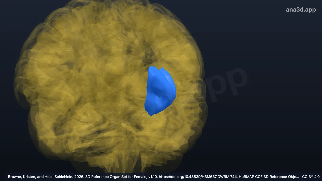 Modèle 3D : Gyri insulaires courts gauches