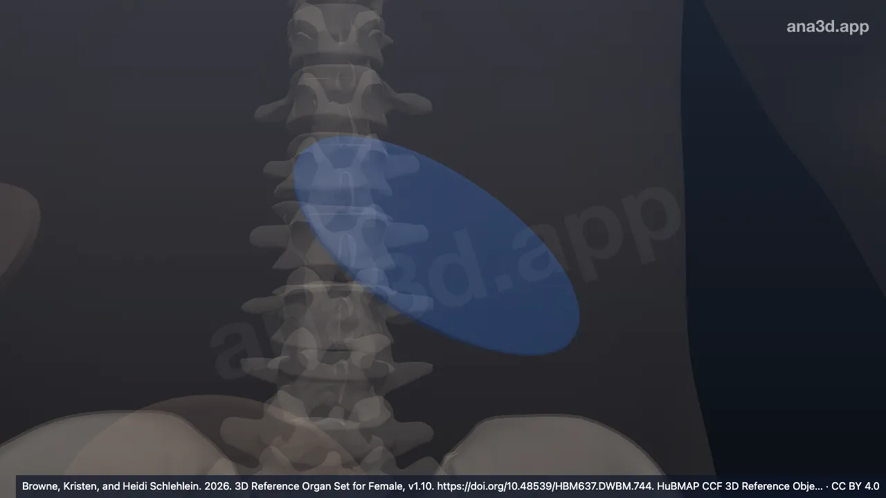 Model 3D: Jaringan adiposa subkutan abdomen area LUQ