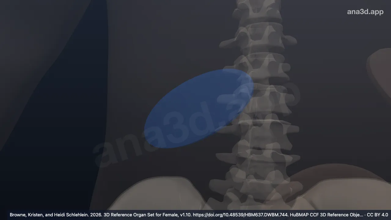 3D model: subcutaneous abdominal adipose tissue RUQ area