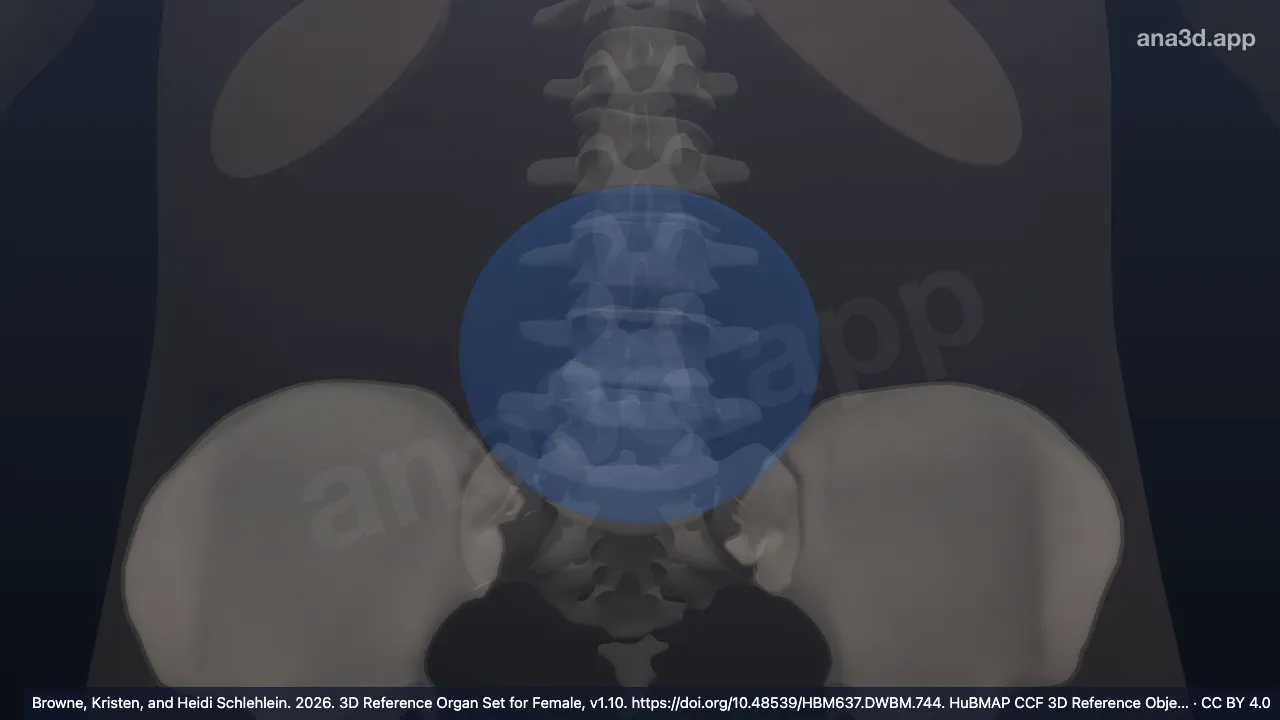 Modèle 3D : Tissu adipeux sous-cutané abdominal, zone de l'ombilic