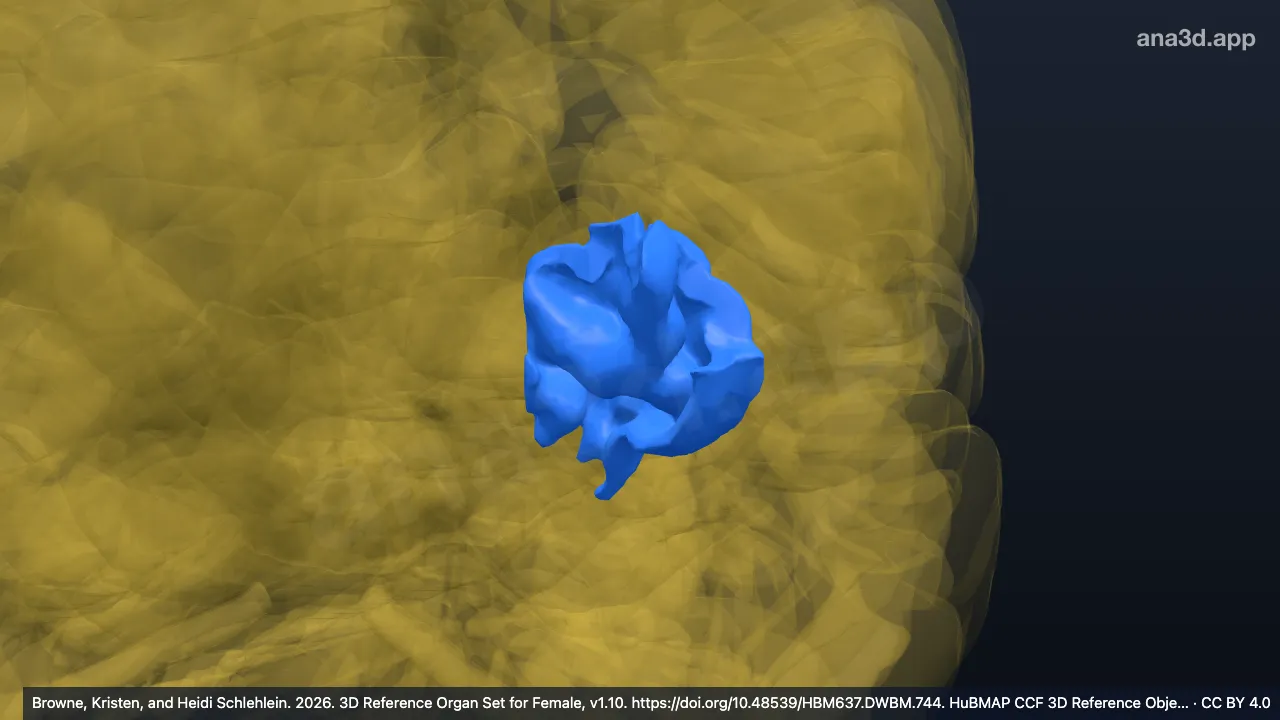 Modèle 3D : Gyrus occipital supérieur gauche