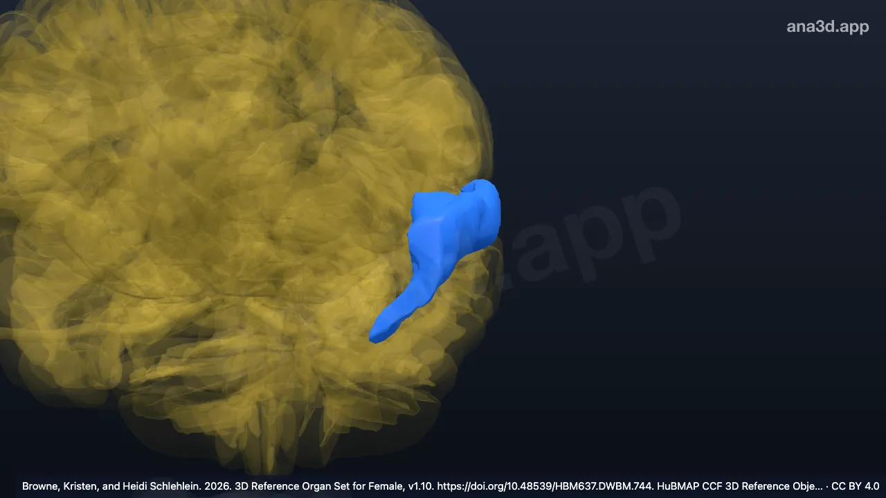 Modelo 3D: Giro temporal superior izquierdo