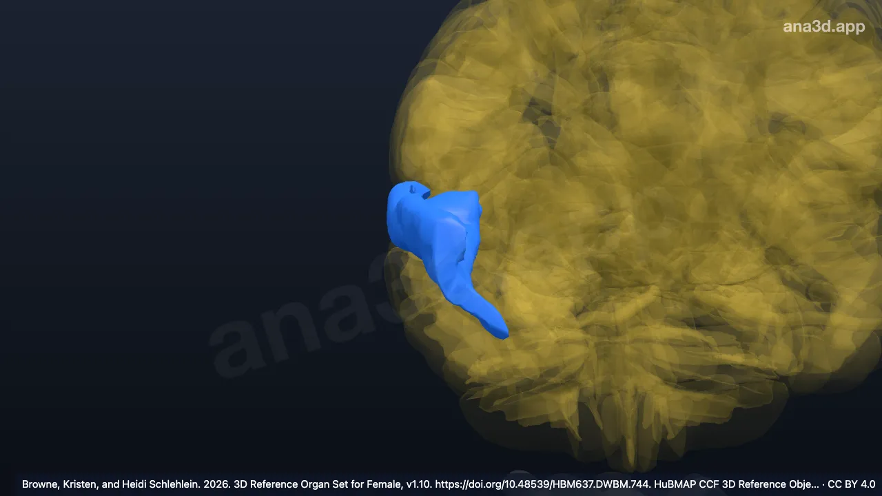 Model 3D: Girus temporalis superior kanan