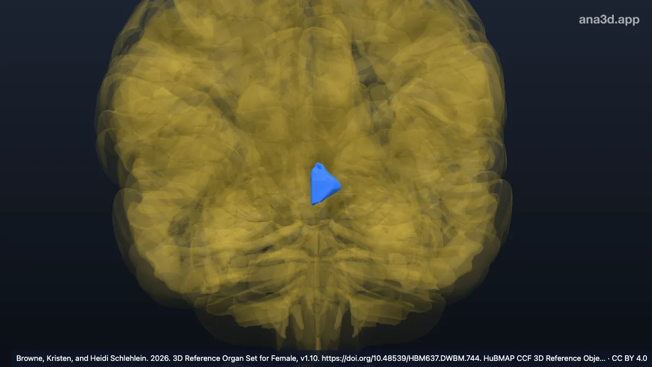 Model 3D: Regio supraoptik HTH kiri